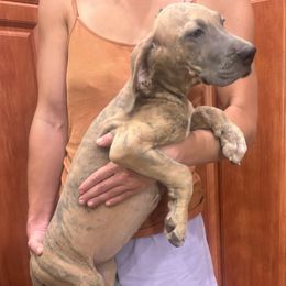 Brindle - Blue brindle female Great Dane puppy in Florida from Beachside Kennels