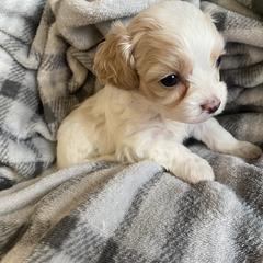 Boy 2 - Blenheim male Cavachon puppy in Pocatello, Idaho from Sarah's Cavachons & King Charles Cavalier Spaniels