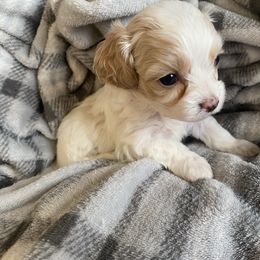 Boy 2 - Blenheim male Cavachon puppy in Pocatello, Idaho from Sarah's Cavachons & King Charles Cavalier Spaniels