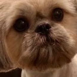 Shih Tzus from Patchwork Pups