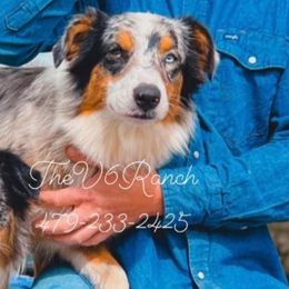 Aussiedoodles, Australian Shepherds, Goldendoodles, and Sheepadoodles from V6 Ranch Dogs