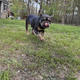 French Bulldog Puppies from Black Water Frenchies