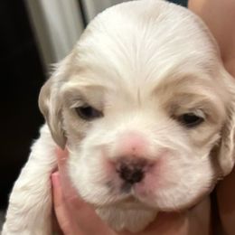 Boy 5 - Buff and white male Cocker Spaniel puppy in Spotsylvania, Virginia from Wilkshire Farm