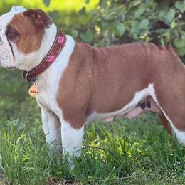 Pickles - Bulldog