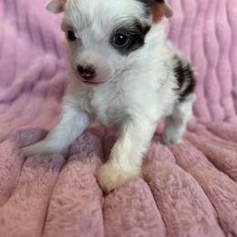 Angel - White and chocolate female Chinese Crested puppy in Aberdeen, Idaho from Willow Creek Cresteds