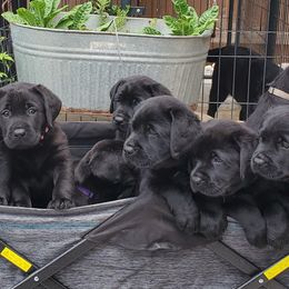 Labrador Retriever Puppies from Labs4Ever Labradors