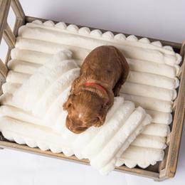 Cavapoo Puppies from North Ranch Doodles