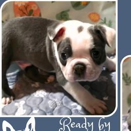 Boston Terrier Puppies from Lola & Milo's Pups-Boston Terrier -CKC