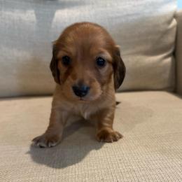 Boy 3 - Red male Dachshund puppy in Midlothian, Virginia from RVA Dachshunds