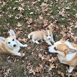 Corgi puppy with tail from imported parents - White and red male Pembroke Welsh Corgi puppy in Washington, Dc from Feathers' Corgis with Tails
