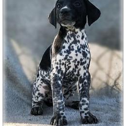 Boy 2 - Black roan male German Shorthaired Pointer puppy in Laporte, Minnesota from Northern Odyssey Gun Dogs