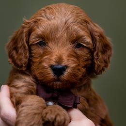 Aussiedoodles, Cavapoos, and Goldendoodles from Grace Acres Puppies