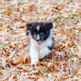 Tortellini - Black and white male Border Collie puppy in Bryantown, Maryland from Bellaclan Border Collies