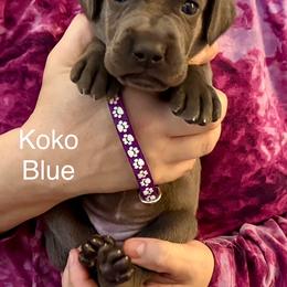 Koko Blue - Blue female Weimaraner puppy in Aitkin, Minnesota from Whispering’s GunDogs