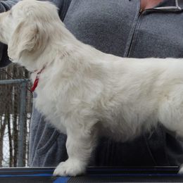 Golden Retriever Puppies from Earth Angel Goldens