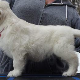 Golden Retriever Puppies from Earth Angel Goldens