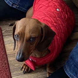 Piper - Dachshund