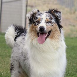 Story - Australian Shepherd