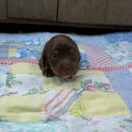 Penny - Chocolate and tan female Dachshund puppy in Squires, Missouri from Hudson’s Hounds