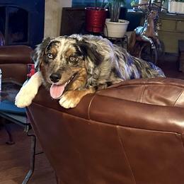 Marshal - Australian Shepherd