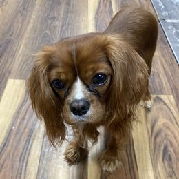Cavalier King Charles Spaniels from Rosie’s Pups