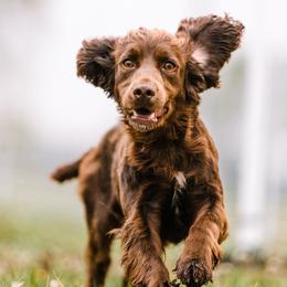 Kelpie - English Cocker Spaniel