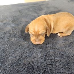 Choco - Chocolate and tan male Dachshund puppy in Torrance, California from Lucky Dachshunds