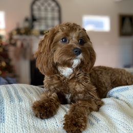 Piper - Cavapoo
