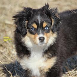 Emerie - Black tri female Miniature American Shepherd puppy in Hillsdale, Michigan from Faithwalk Aussies and Mini American Shepherds