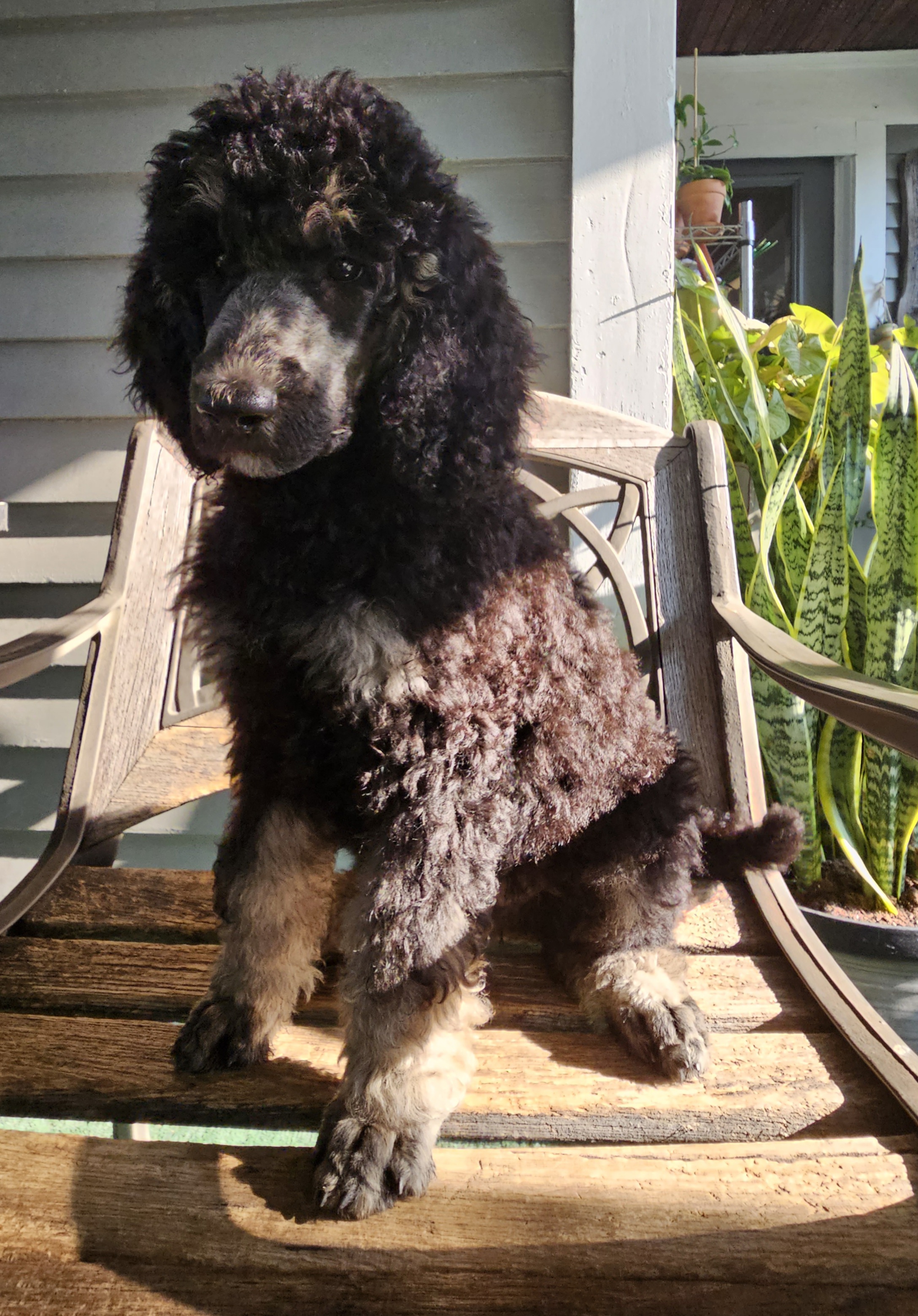 Girl 5 - Poodle puppy in New York from Powder Puff Poodles