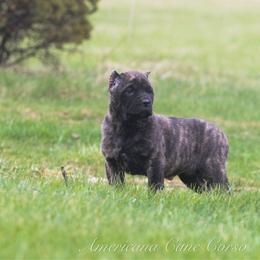 Berna - Black brindle female Cane Corso puppy in Cable, Ohio from Americana Cane Corso