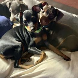 Miniature Pinscher Puppies from DeLeeuw Family Miniature Pinschers