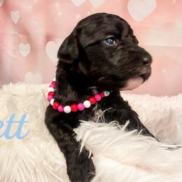 Jett - Black male Goldendoodle puppy in Rising Sun, Indiana from Ruby Lane Doodles