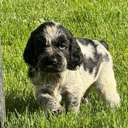 Bailey - Black and white male English Springer Spaniel puppy in Coeur D'alene, Idaho from Springer Hollow