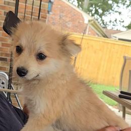 Marshmallow - Cream sable female Pomeranian puppy in Newport News, Virginia from Itty Bitty Poms