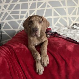 Great Dane and Yorkshire Terrier Puppies from Graham’s Danes