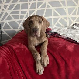 Great Dane and Yorkshire Terrier Puppies from Graham’s Danes