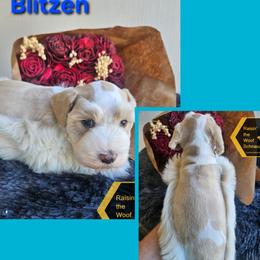 Miniature Schnauzer puppies from Raisin' the Woof Schnauzers