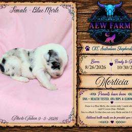 Morticia - Blue merle female Australian Shepherd puppy in Citra, Florida from AEW Farm