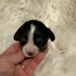 Girl 1 - Tri-color female Cavalier King Charles Spaniel puppy in Atoka, Oklahoma from Boggy Depot Cavaliers & Friends