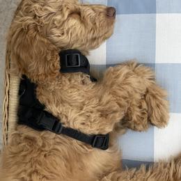 Goldendoodle Puppies from Lundee Doodles