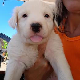 Casper border Collie Australian mix - White and blue merle male Border Collie puppy in Paradise, California from Richview Shihtzu