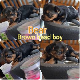 Yorkipoo and Yorkshire Terrier Puppies from Furrever Puppy Co.