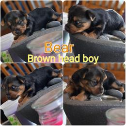 Yorkipoo and Yorkshire Terrier Puppies from Furrever Puppy Co.
