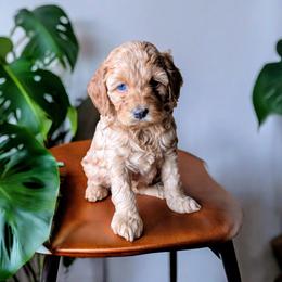 Rita - Red female Cockapoo puppy in Sparta, Missouri from Sis' Doodles & Poodles