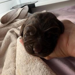 Treaty - Chocolate male Labrador Retriever puppy in Wittmann, Arizona from AM Labradors
