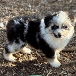 Rico - Blue merle male Miniature Australian Shepherd puppy in Patterson, North Carolina from DreamLine Aussies