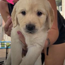 Golden Retriever Puppies from Loyal Golden Retrievers