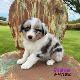 Daphne - Blue merle female Australian Shepherd puppy in El Dorado Springs, Missouri from OR Aussies