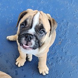 Bulldog Puppies from Adorable Bulldogs